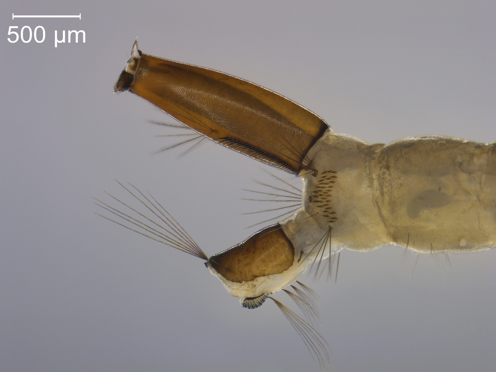 Ochlerotatus cantans & annulipes